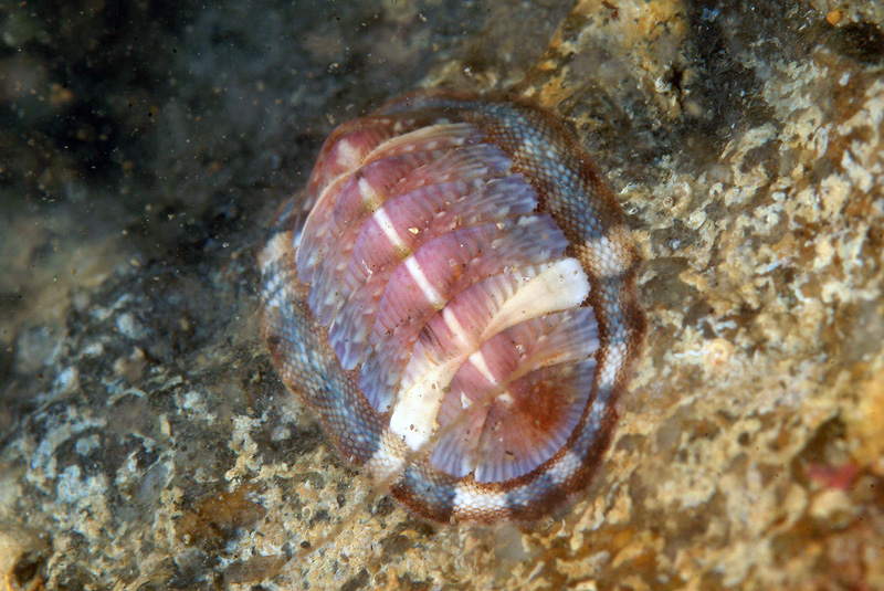 Chiton olivaceus